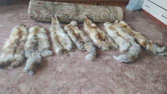 Лисьи шкуры выделанные
