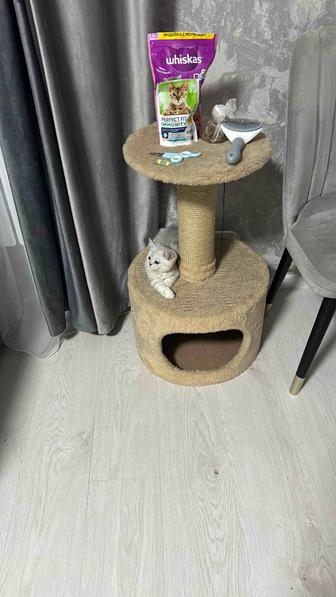 Продам кота