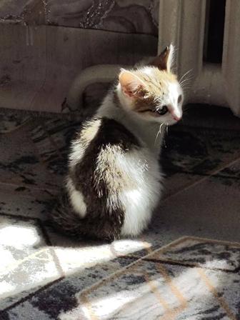 Отдается котенок