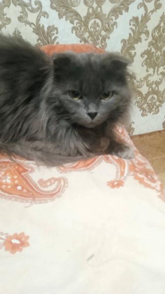 Отдам кота шотландец пушистый вислоухий