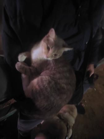 Кошечка в добрые руки