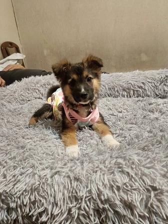 Отдаем щенка в добрые руки