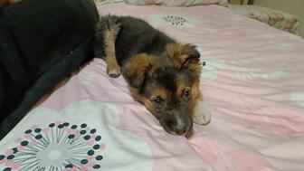 Отдаем щенка в добрые руки