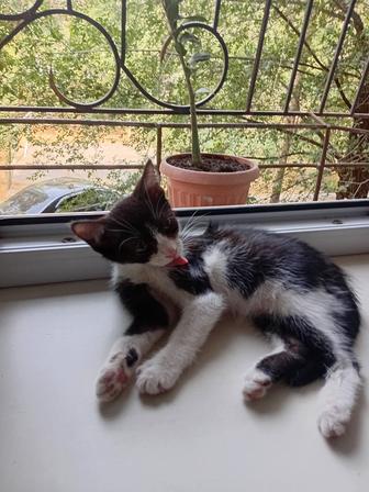 Котенок бесплатно Тараз