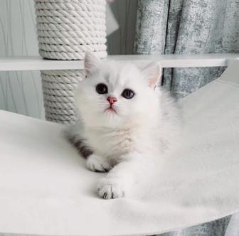 Британские котята