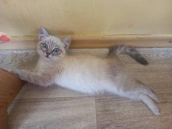 Отдам котенка в добрые руки