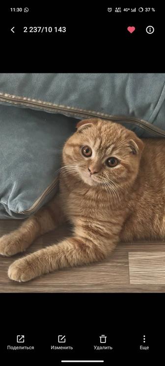 Ищу кошку и кота