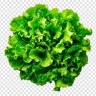 Листья салата