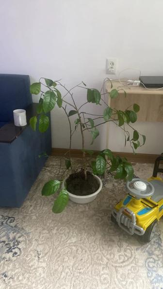 Лимонное дерево