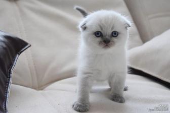 Вислоухие котята шотландские