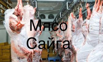 Мясо Сайга