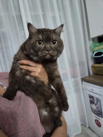 Отдадим даром кошку (британка)