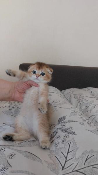 Золотые шиншиллы кошки