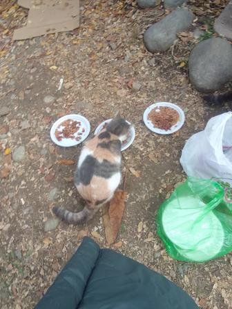 В добрые руки кошечку красавицу трехцветка и маленький мальчик серый.Алматы