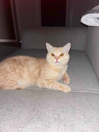Кошка очень хороший шотландский