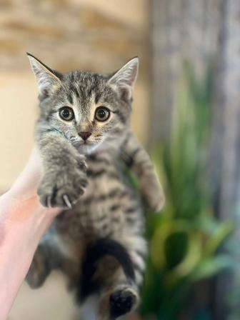 Кошки
