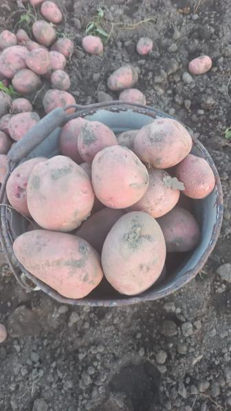 Продам картофель