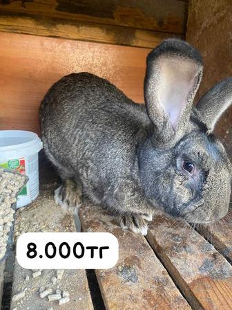 Продам кроликов