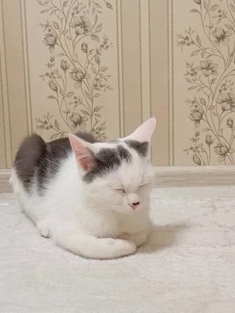 Отдам кошечку