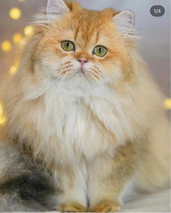 Британский золотой кот