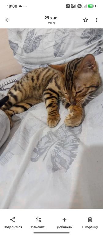 Потерян кот бенгал