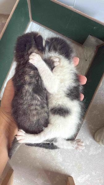 Котенки девочки