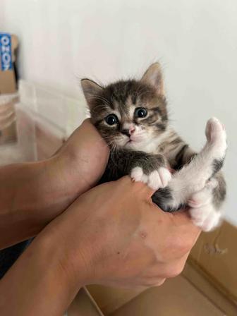 Котенки (девочки) внимательно читайте описание