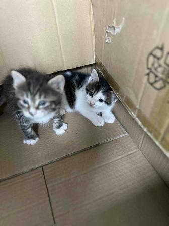 Котенки (девочки) внимательно читайте описание