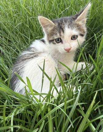Котенка (девочки) 1 месяцев 10 дней