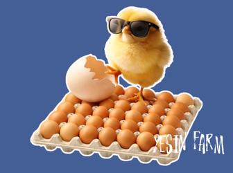 Ломан браун инкубационные яйца несушки качественная птица