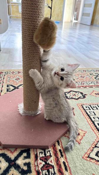 Когтеточка для кошки