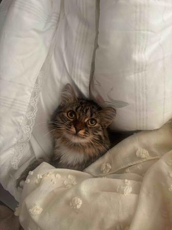 Отдам котенка в хорошие руки