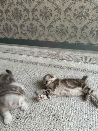 Шотландские вислоухие котята