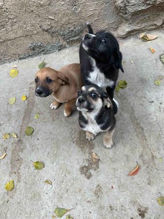 Щенки в добрые ручки