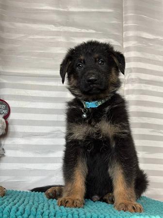 Щенки немецкой овчарки