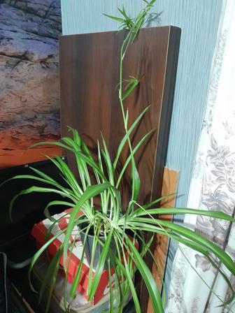 Хлорофитум продам