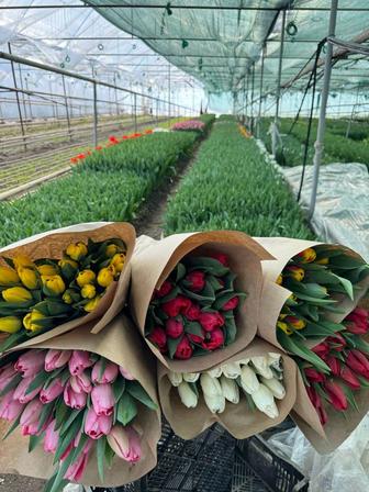 Предзаказ тюльпанов к 8 марта