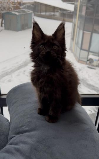 Черные котята Мейн Кун готовы к новому дому !