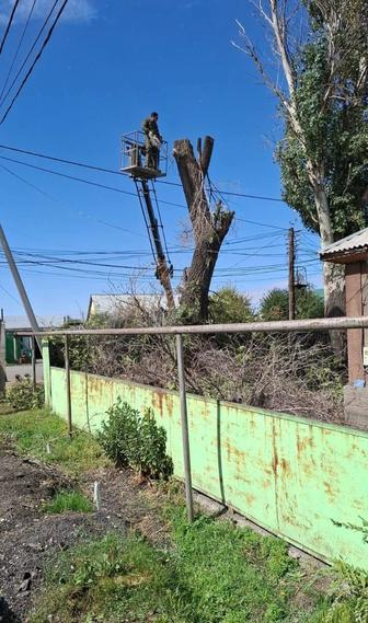 Спил ,Санитарная обрезка деревьев