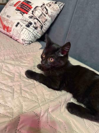 Отдам котенка