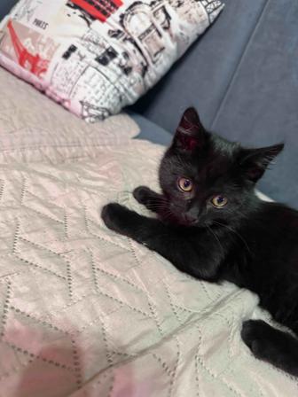 Отдам котенка