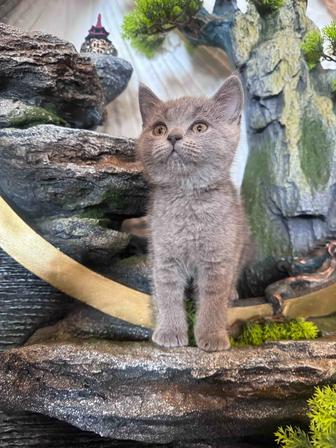 Котенок Scotland Strite