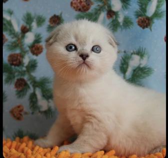 Вислоухие котята