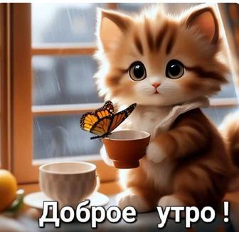 Передержка кота или кошки