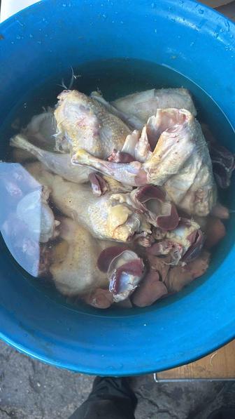Куры мясо