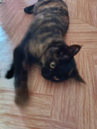 В самые ответственные руки котенок.