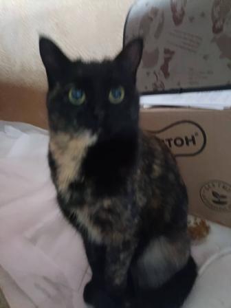 В самые ответственные руки котенок.