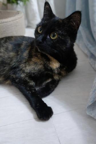 В самые ответственные руки котенок.