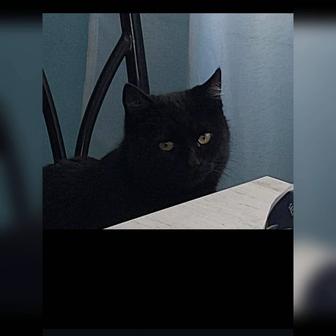 В самые ответственные руки котенок.