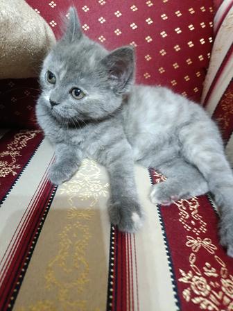 В самые ответственные руки котенок.